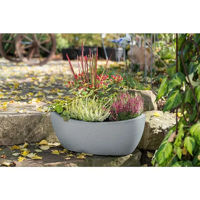 Scheurich Pflanzschale rund Wave Globe - Außenmaß (L x B x H): 58 x 24,1 x 23 cm, Kunststoff, Steingrau - Ein länglicher, grauer Pflanzkasten mit Herbstblumen steht auf einem steinernen Untergrund, umgeben von bunten Herbstblättern.