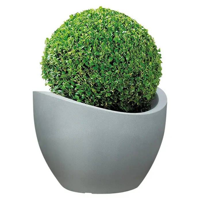 Scheurich Wave Globe Pflanztopf - Außenmaß (Ø x H): 39,5 x 29,3 cm, Kunststoff, Steingrau - Nahaufnahme eines eleganten, grauen Pflanzgefäßes mit einem perfekt geformten, runden Buchsbaum auf einem schwarzen Hintergrund.