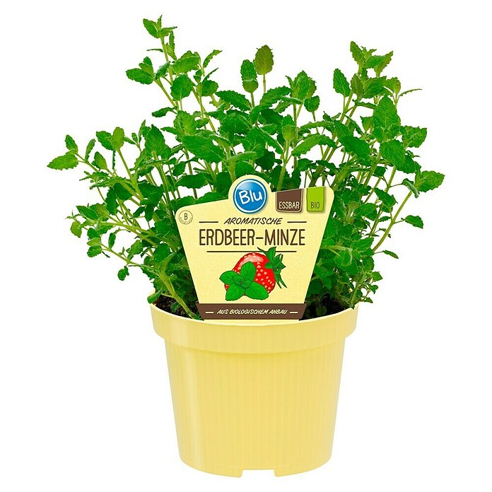 Piardino Blu Bio Erdbeerminze (Topfgröße: 12 cm)