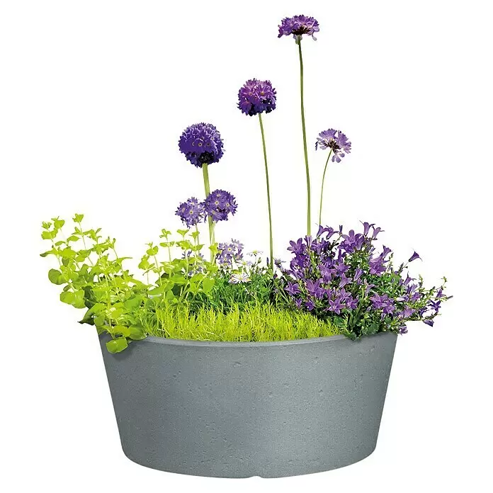 Scheurich Pflanzschale rund C-Cone - Außenmaß (Ø x H): 39 x 17,5 cm, Kunststoff, Betongrau - Grauer, runder Pflanzkübel mit lila Blumen und grünen Pflanzen.