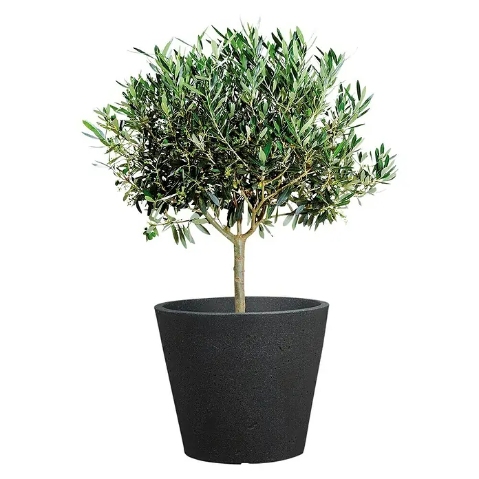 Scheurich Pflanztopf C-Cone - Außenmaß (Ø x H): 47,4 x 39,4 cm, Kunststoff, Schwarz - Olivenbaum in modernem, dunklen Topf. Ideal für Innenräume und Terrassen, bringt mediterranes Flair in jeden Raum.