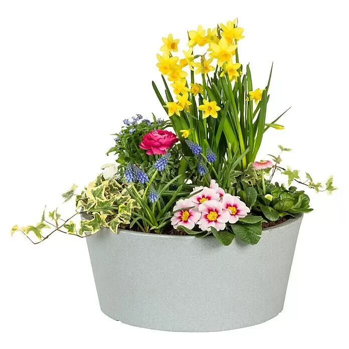 Scheurich Pflanzschale rund C-Cone - Außenmaß (Ø x H): 39 x 17,5 cm, Kunststoff, Betongrau - Grauer, gesprenkelter Pflanzkübel mit bunten Frühlingsblumen wie Narzissen, Primeln und Traubenhyazinthen.