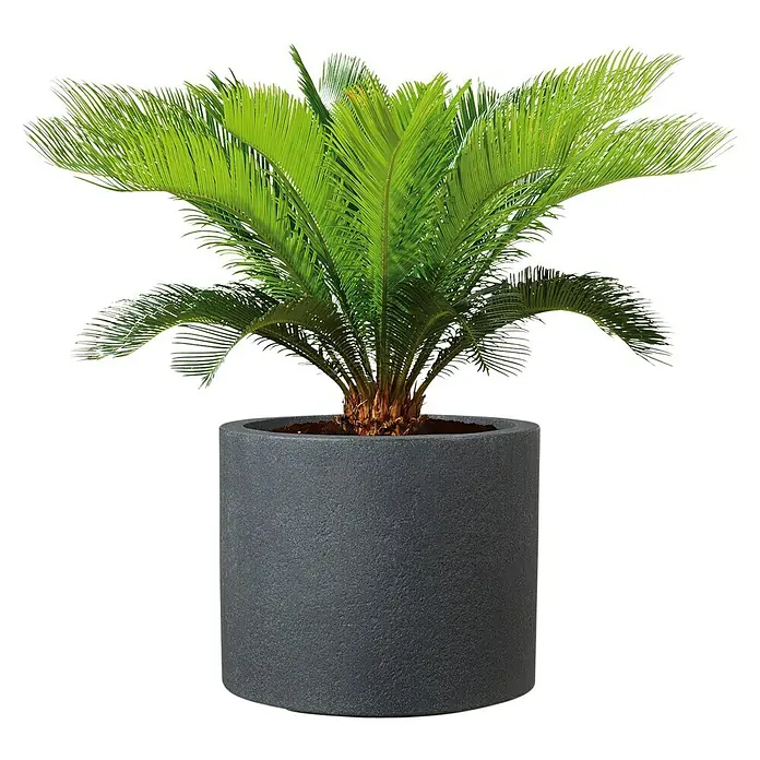 Scheurich Riva Pflanztopf - Außenmaß (Ø x H): 28,8 x 24,3 cm, Kunststoff, Granitschwarz - Zimmerpflanze in einem modernen anthrazitfarbenen Topf, die eine natürliche und stilvolle Note in jeden Raum bringt.\n