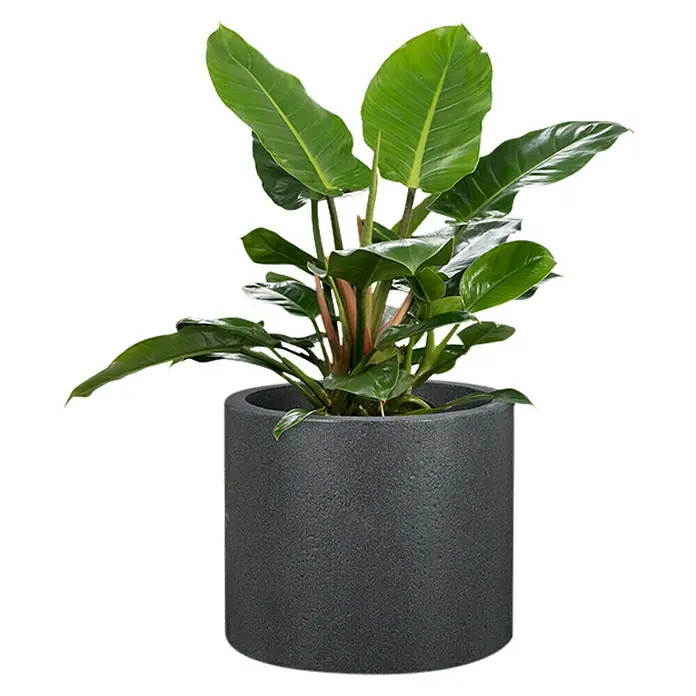 Scheurich Riva Pflanztopf - Außenmaß (Ø x H): 28,8 x 24,3 cm, Kunststoff, Granitschwarz - Zimmerpflanze in einem Topf. Eine attraktive Zimmerpflanze mit grünen Blättern in einem modernen, grauen Pflanzgefäß.