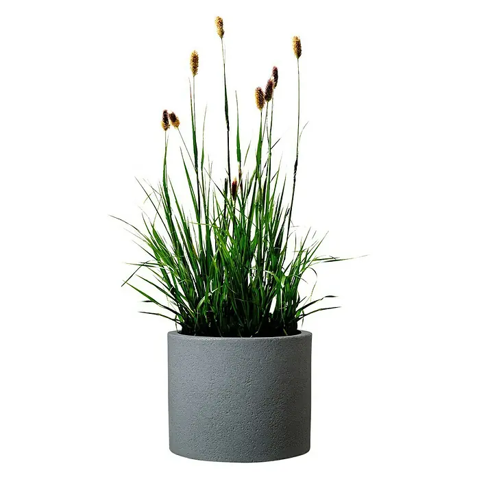 Scheurich Riva Pflanztopf - Außenmaß (Ø x H): 28,8 x 24,3 cm, Kunststoff, Betongrau - Eine dekorative Topfpflanze mit grünen Blättern und braunen Blütenständen in einem grauen Betontopf.