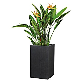 Scheurich Oglati stebrasti cvetlični lonec C-Cube (Zunanje dimenzije (Do x Š x V): 38 x 38 x 53,7 cm, Plastika, Črna)