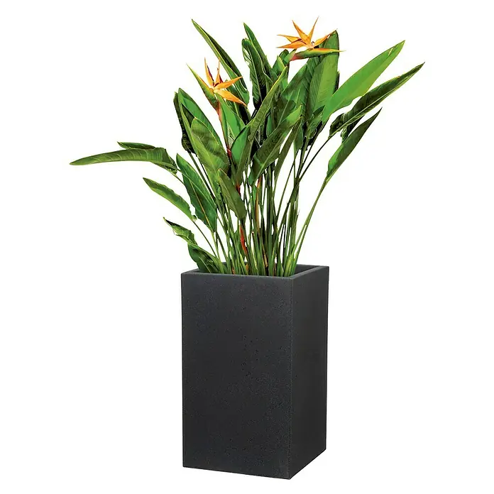 Scheurich Pflanzsäule eckig C-Cube - Außenmaß (L x B x H): 28 x 28 x 47,7 cm, Kunststoff, Schwarz - Eine Paradiesvogelblume in einem quadratischen, anthrazitfarbenen Pflanzgefäß. Die Pflanze mit ihren grünen Blättern und orangen Blüten ist ein Blickfang.