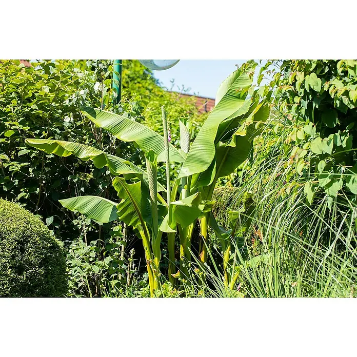 Piardino Bananenstaude - Musa basjoo, Topfgröße: 17 cm - Üppige grüne Bananenstaude, die in einem sonnigen Garten gedeiht, mit ihren großen Blättern und dem tropischen Flair im Fokus.