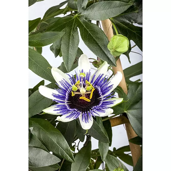 Piardino Passionsblume Pyramide - Passiflora caerulea, Topfgröße: 19 cm - Stimmungsaufnahme