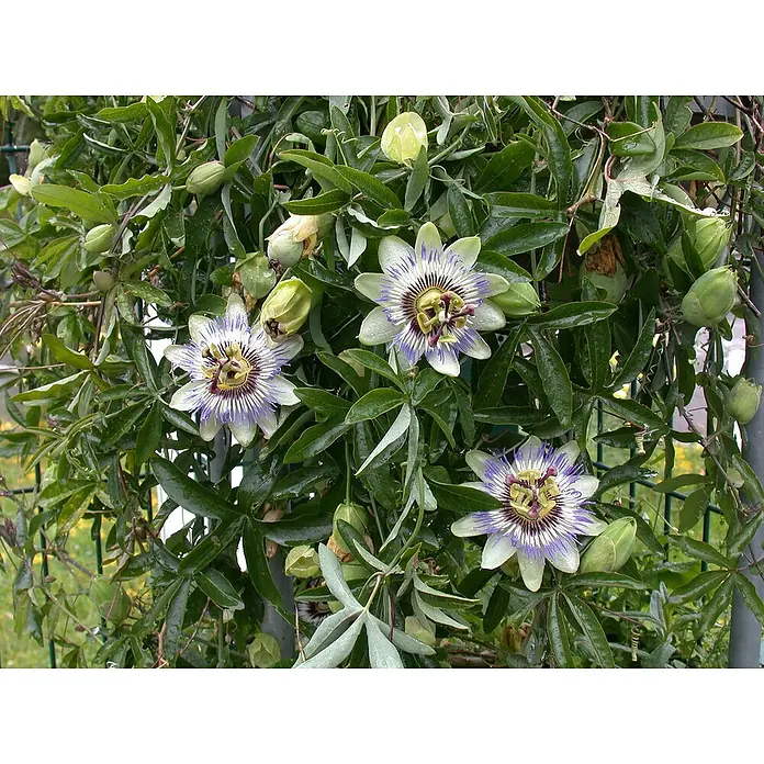 Piardino Passionsblume Pyramide - Passiflora caerulea, Topfgröße: 19 cm - Nahaufnahme von Passionsblumen, die in einem üppigen Garten mit ihren filigranen Blütenblättern und leuchtenden Farben blühen.