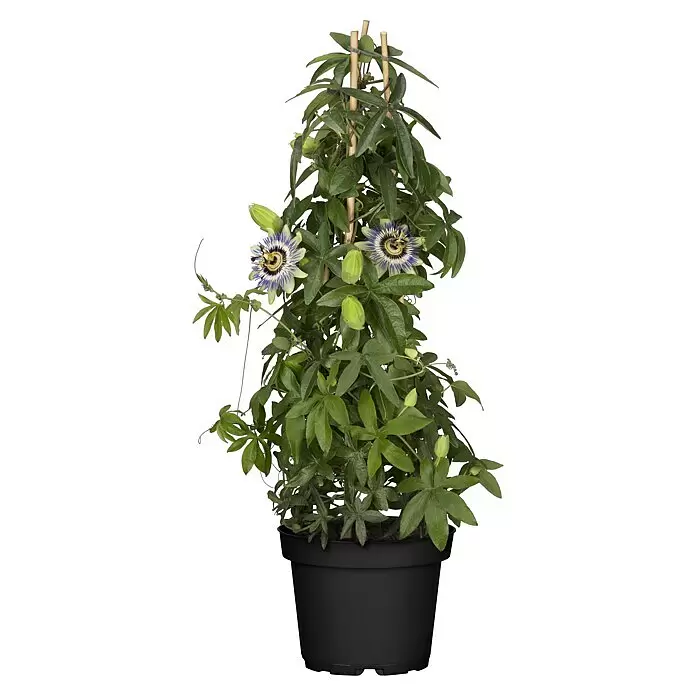 Piardino Passionsblume Pyramide - Passiflora caerulea, Topfgröße: 19 cm - Vorderansicht