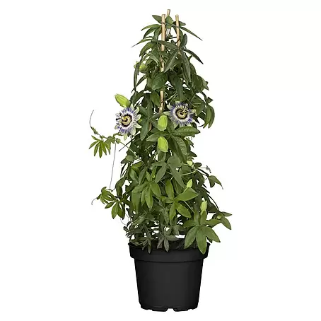 Piardino  Passionsblume Pyramide