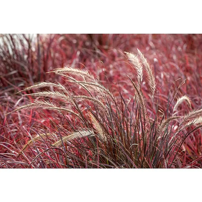 Piardino Federborstengras - Pennisetum setaceum 'Fireworks'®, Topfgröße: 19 cm - Farbenprächtiges Ziergras im Garten. Die dekorativen Blütenstände und das rötliche Laub machen es zu einem Hingucker in jedem Beet.