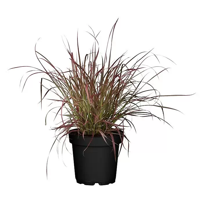 Piardino Federborstengras - Pennisetum setaceum 'Fireworks'®, Topfgröße: 19 cm - Topfpflanze mit leuchtend roten und grünen, grasähnlichen Blättern in einem einfachen schwarzen Topf.