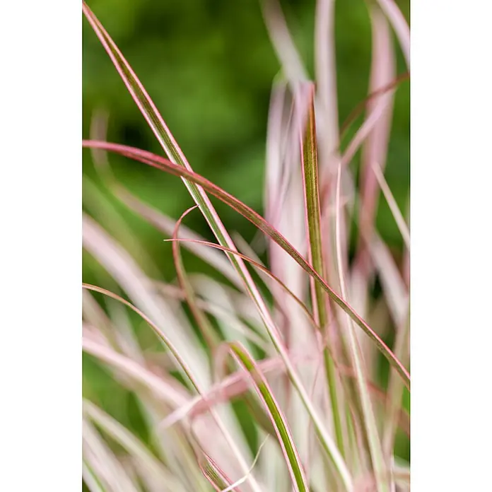 Piardino Federborstengras - Pennisetum setaceum 'Fireworks'®, Topfgröße: 19 cm - Nahaufnahme von Ziergras mit rosa und grünen Streifen, die die filigrane Eleganz und Textur dieser Pflanze hervorheben.