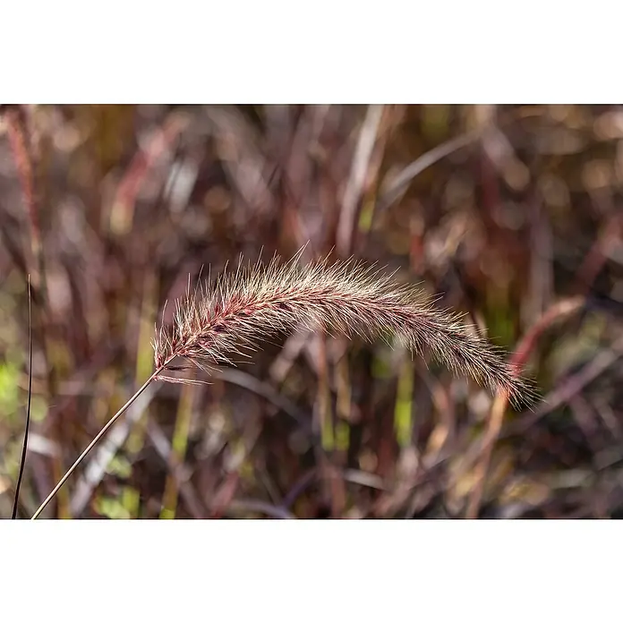 Piardino Federborstengras - Pennisetum setaceum 'Fireworks'®, Topfgröße: 19 cm - Nahaufnahme eines dekorativen Ziergrases mit filigranen Borsten und warmen, erdigen Farbtönen, ideal für naturnahe Gartendesigns.