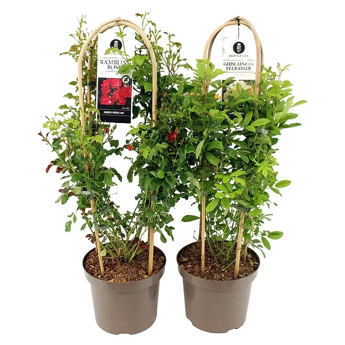 Piardino Strauchrose Ramblerrosen - Rosa Hybride, Topfvolumen: 7,5 l, Sortenabhängig - Zwei Rosenpflanzen im Topf, eine rote 'Rambler' und eine apricotfarbene 'Ghislaine de Féligonde', an Rankhilfen befestigt.