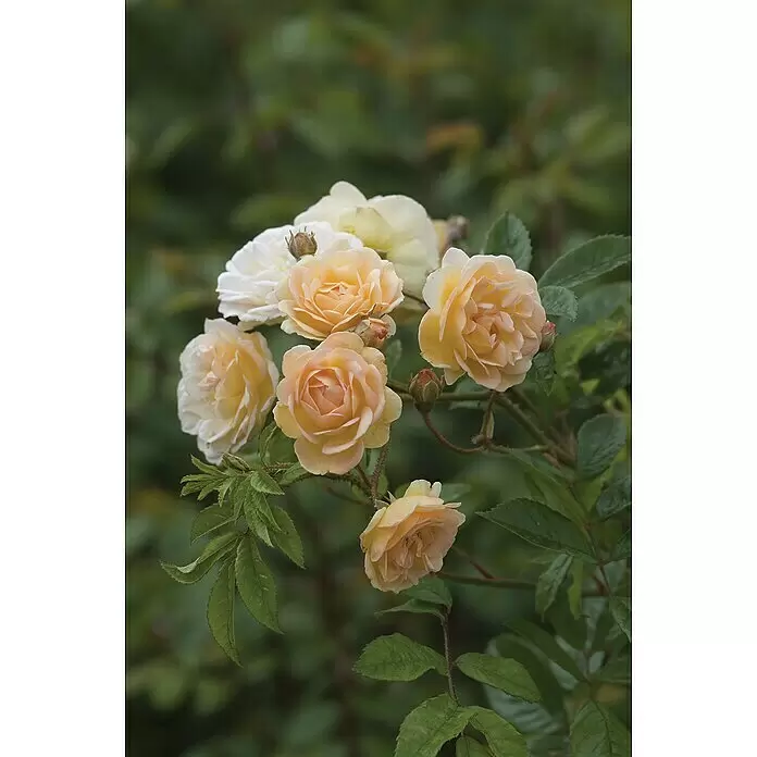 Piardino Strauchrose Ramblerrosen - Rosa Hybride, Topfvolumen: 7,5 l, Sortenabhängig - Stimmungsaufnahme