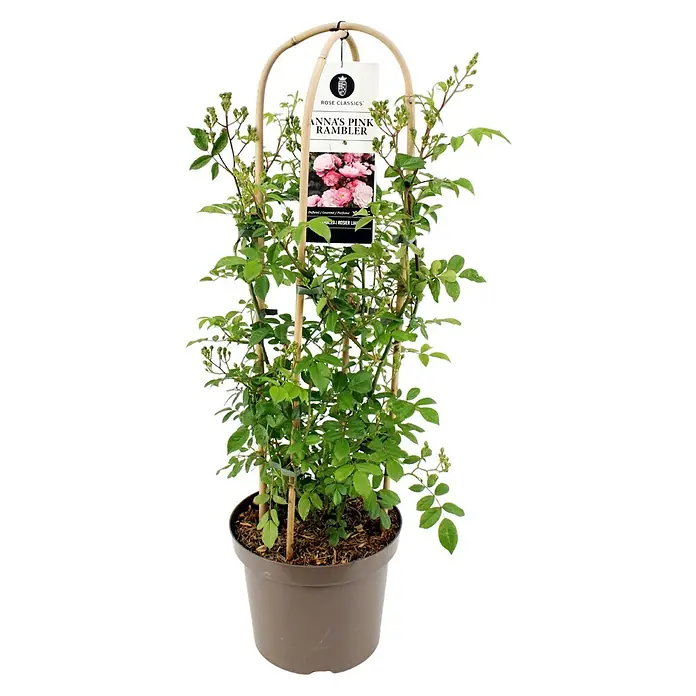 Piardino Strauchrose Ramblerrosen - Rosa Hybride, Topfvolumen: 7,5 l, Sortenabhängig - 'Anna's Pink Rambler' Kletterrose im Topf mit Rankhilfe. Eine schöne und duftende Rosensorte für Garten und Terrasse.