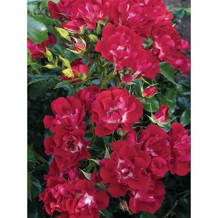 Piardino Strauchrose RamblerrosenRosa Hybride, Topfvolumen: 7,5 l, Sortenabhängig - Diese Nahaufnahme zeigt eine üppige Gruppe von roten Rosenblüten, die eine lebendige und detaillierte Darstellung der floralen Pracht bietet.