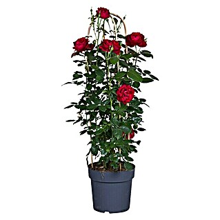 Piardino Strauchrose Ramblerrosen (Rosa Hybride, Topfvolumen: 7,5 l, Sortenabhängig)