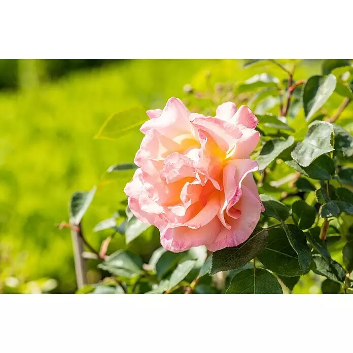Piardino Kletterrose Lizenzsorten - Rosa Hybride, Topfvolumen: 5 l - Detailaufnahme
