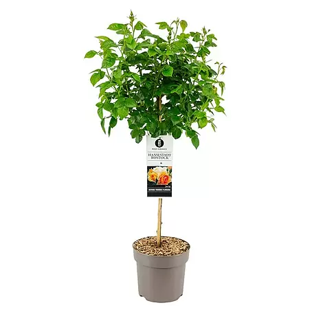 Piardino  Rosenstämmchen