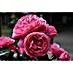 Piardino Strauchrose Lizenzsorten 