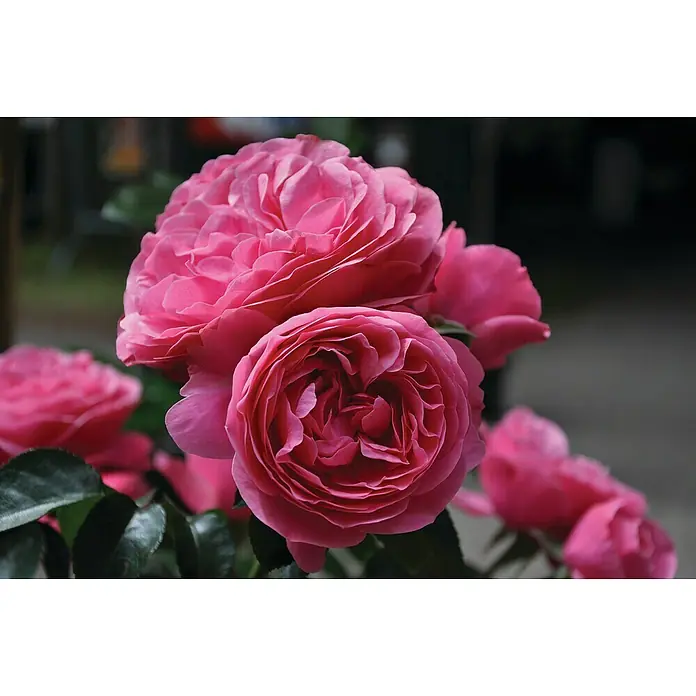 Piardino Rosenstämmchen - Rosa Hybride, Sortenabhängig - Nahaufnahme von leuchtend rosa Rosenblüten mit vielen Blütenblättern, die dichte, volle Köpfe bilden. Die Blüten stehen im Mittelpunkt.