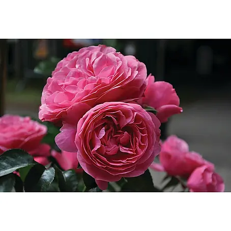 Piardino  Strauchrose Lizenzsorten