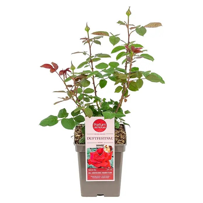Piardino Strauchrose Parfum de Nature - Rosa Hybride, Topfvolumen: 5 l - Eine Duftfestival-Rose in einem Topf, die noch nicht blüht und ein Etikett trägt, das sie als Hybrid-Tee-Rose ausweist.