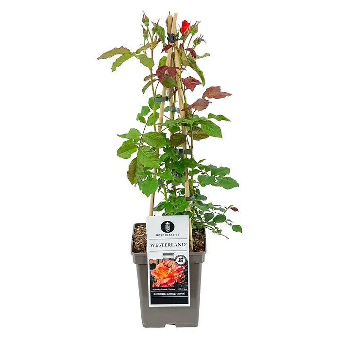 Piardino Kletterrose Lizenzsorten - Rosa Hybride, Topfvolumen: 5 l - Westerland Kletterrose im Topf mit Stützgerüst, eine Zierde für jeden Garten.