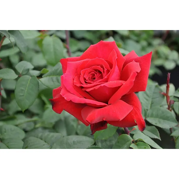 Piardino Strauchrose Parfum de NatureRosa Hybride, Topfvolumen: 5 l - Nahaufnahme einer eleganten roten Rose mit samtigen Blütenblättern und grünen Blättern im Hintergrund, die ihre Schönheit hervorheben.