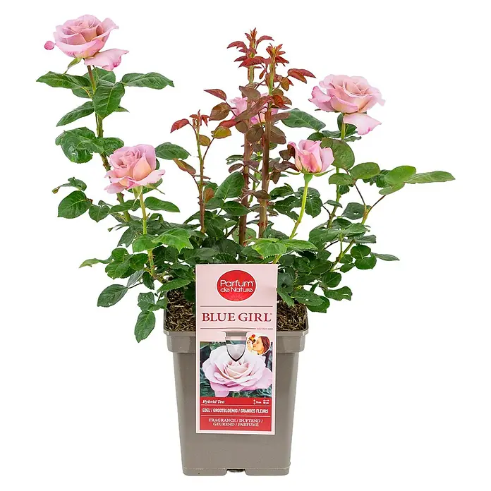 Piardino Strauchrose Parfum de Nature - Rosa Hybride, Topfvolumen: 5 l - Das Foto zeigt eine 'Blue Girl' Hybrid-Tee-Rose im Topf, etikettiert als 'Parfum de Nature'. Zarte, hellrosa Blüten und grünes Laub sind sichtbar.