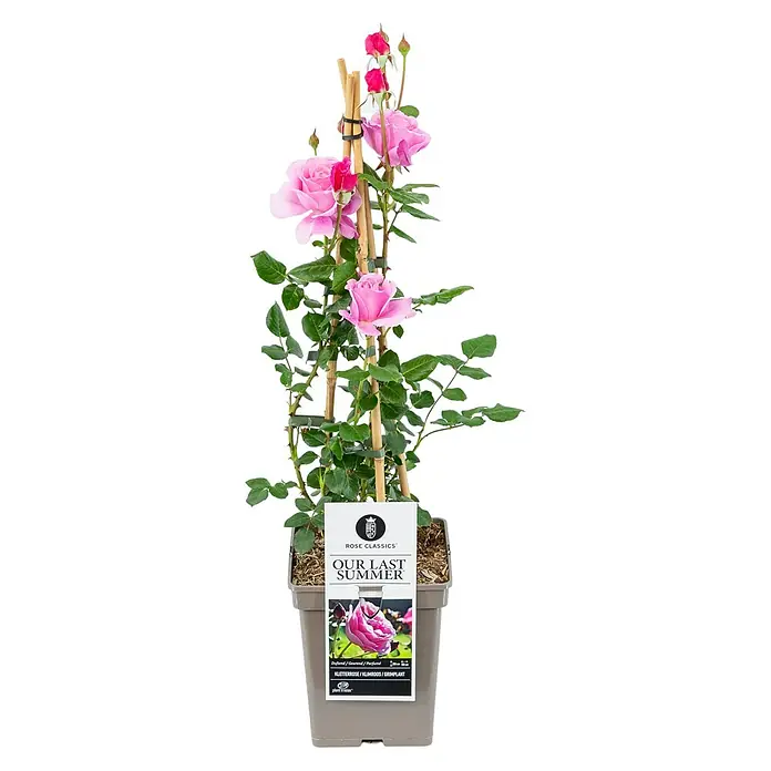 Piardino Kletterrose Lizenzsorten - Rosa Hybride, Topfvolumen: 5 l - Eine Rose 'Our Last Summer' in einem Topf. Die Pflanze hat zarte rosa Blüten und ist an Bambusstäben befestigt.
