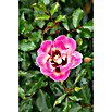 Rosa hybride Lizenzfrei 5 rosa