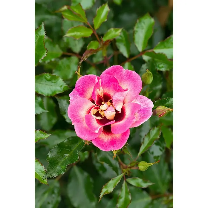 Piardino Beetrose Persica-Hybriden - Rosa Hybride, Sortenabhängig, Topfvolumen: 5 l - Nahaufnahme einer farbenfrohen Rose mit pinkfarbenen Blütenblättern und einem dunklen Zentrum, umgeben von grünen Blättern.