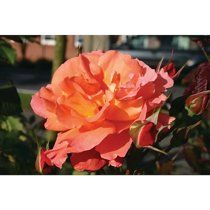 Piardino Kletterrose LizenzsortenRosa Hybride, Topfvolumen: 5 l - Nahaufnahme einer orangefarbenen Rose mit sanften Farbverläufen und zarten Blütenblättern, umgeben von grünen Blättern und roten Knospen.