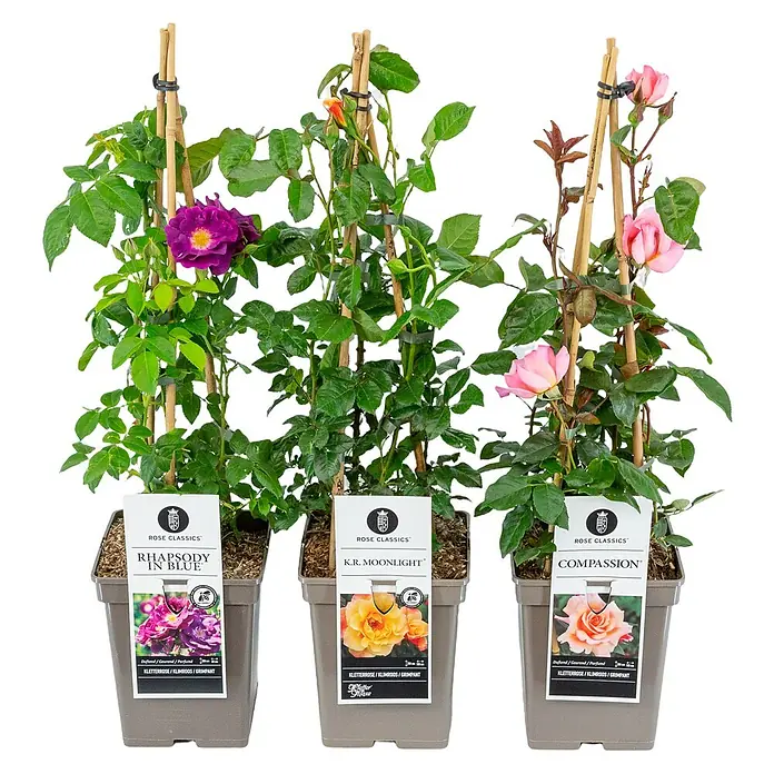 Piardino Kletterrose Lizenzsorten - Rosa Hybride, Topfvolumen: 5 l - Drei Rosenklassiker: Rhapsody in Blue, K.R. Moonlight und Compassion. Die Rosen sind in Töpfen und an Bambusstäben befestigt.