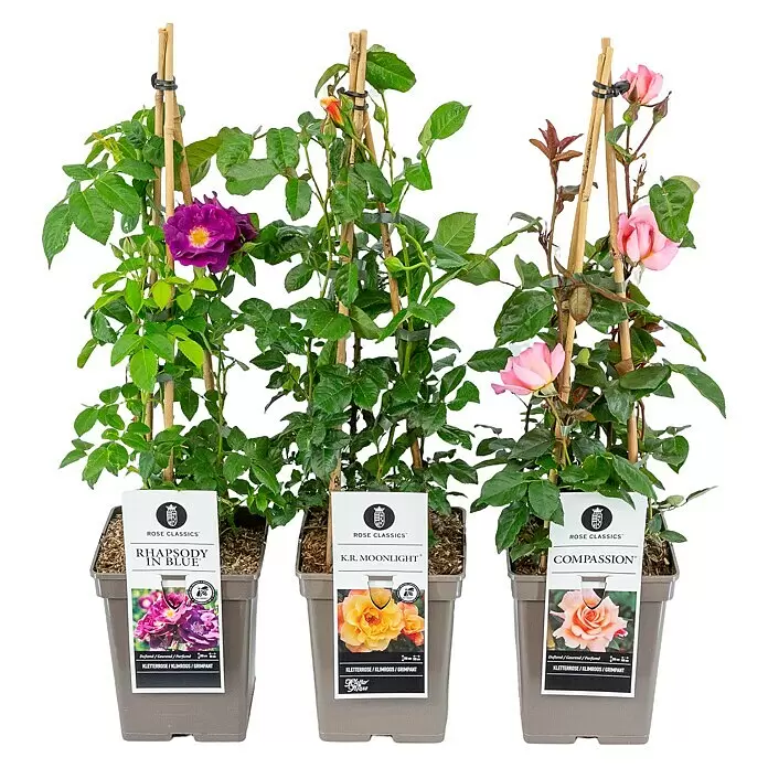 Piardino Kletterrose LizenzsortenRosa Hybride, Topfvolumen: 5 l