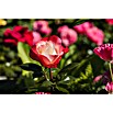 Piardino Edelrose (Rosa Hybride, Sortenabhängig, Topfvolumen: 5 l) | BAUHAUS