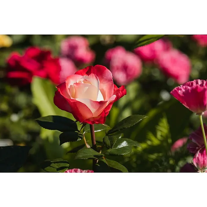 Piardino Edelrose - Rosa Hybride, Sortenabhängig, Topfvolumen: 5 l - Nahaufnahme einer rot-weißen Rose im Garten, umgeben von üppigem Grün und anderen Blumen, die ihre Schönheit hervorheben.