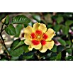 Rosa hybride Lizenzfrei 5 rosa