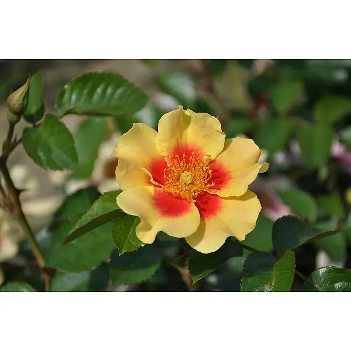 Piardino Beetrose Persica-Hybriden - Rosa Hybride, Sortenabhängig, Topfvolumen: 5 l - Nahaufnahme einer gelb-roten Rose mit grünen Blättern im Hintergrund. Die Rose erstrahlt in leuchtenden Farben und zieht alle Blicke auf sich.