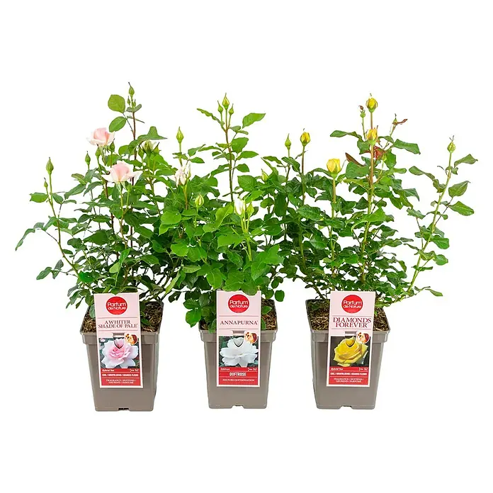 Piardino Strauchrose Parfum de NatureRosa Hybride, Topfvolumen: 5 l