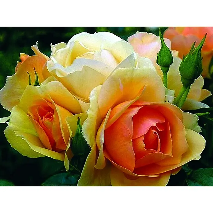 Piardino Rosenstämmchen - Rosa Hybride, Sortenabhängig - Nahaufnahme von Pfirsichfarbenen Rosen mit grünen Knospen, die ihre zarten Blütenblätter und weichen Farbtöne hervorheben.