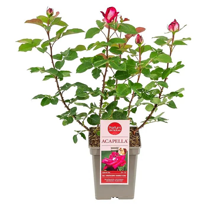 Piardino Strauchrose Parfum de NatureRosa Hybride, Topfvolumen: 5 l