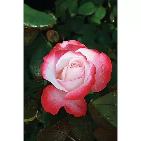 Piardino  Edelrose