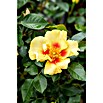 Rosa hybride Lizenzfrei 5 rosa