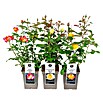 Piardino Edelrose (Rosa Hybride, Sortenabhängig, Topfvolumen: 5 l) | BAUHAUS